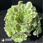 Aeonium Prime of youth Clustering