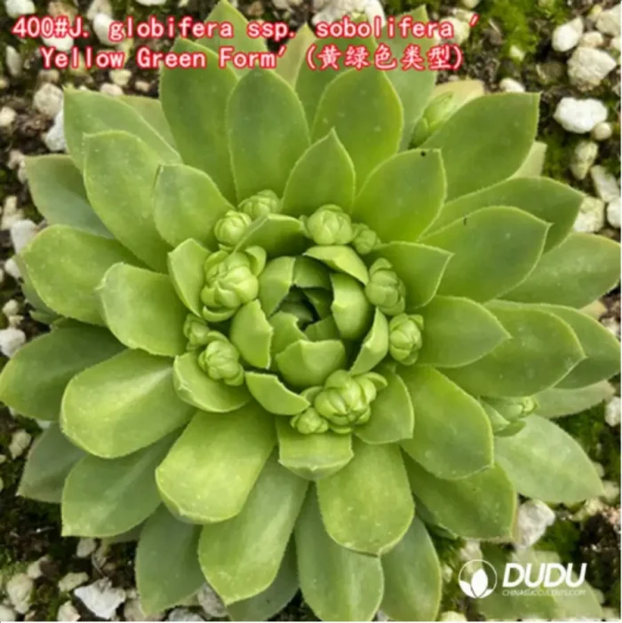 Sempervivum J. globifera ssp. sobolifera ′Yellow Green Form′ - Image 1