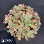 Aeonium Pink witch Cristata