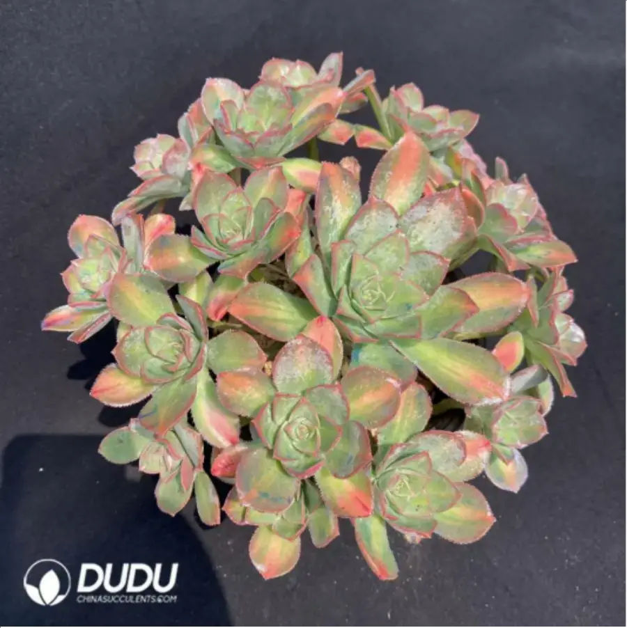 1-1504.webp Aeonium Pink witch Cristata - Image 1