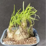 Pachypodium Gracilius