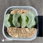 Haworthia Grotto King