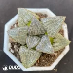 Haworthia Truncata × Retusa