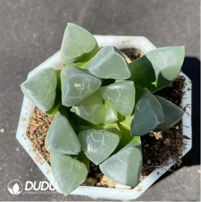 Haworthia TougenKyou Paradise - Image 1