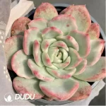Echeveria Floriditty Variegated