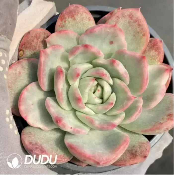 Echeveria Floriditty Variegated - Image 1