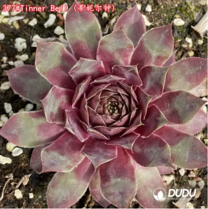 1-1525.webp Sempervivum Tinner Bell - Image 1