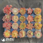 AC Red Series Combination 8