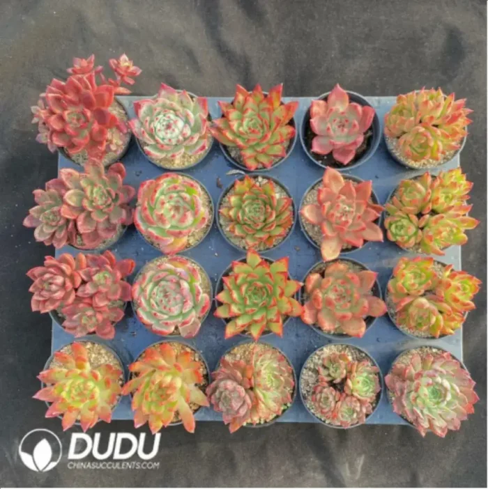 AC Red Series Combination 8 - Image 1