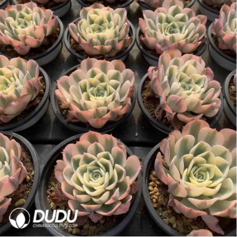 1-154.webp Echeveria Lenore Dean - Image 1