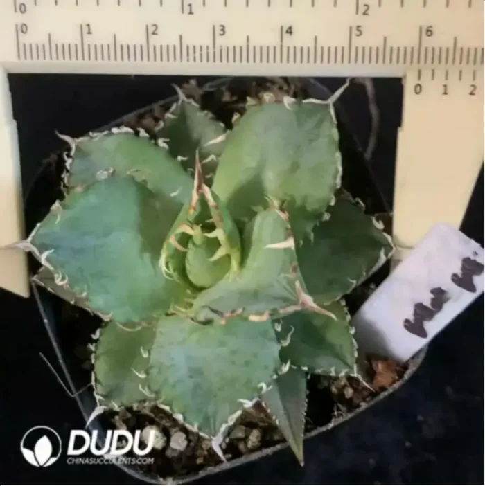 Agave Lace - Image 1