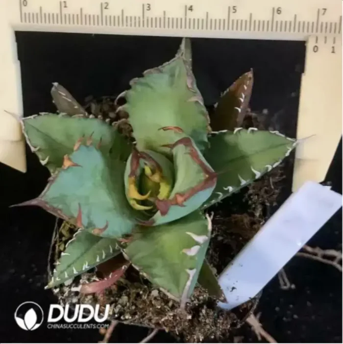 1-1545.webp Agave Jiren (Medium) - Image 1