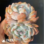 Echeveria Monroe double