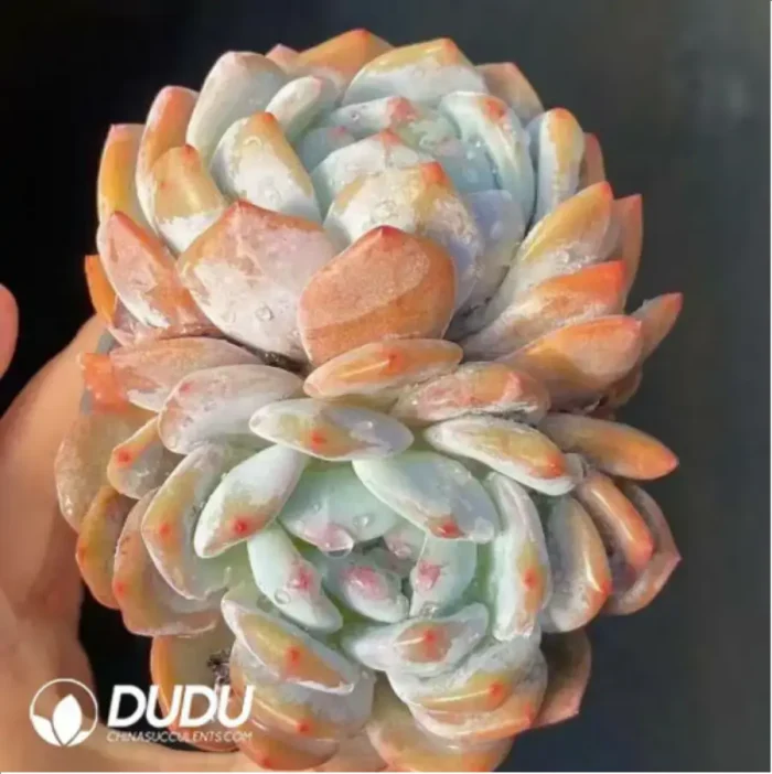 1-156.webp Echeveria Monroe double - Image 1
