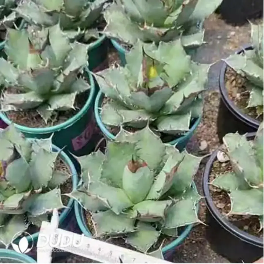 1-1561.webp Agave Titanota Blue Whale - Image 1