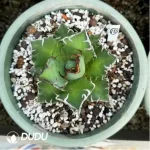 Agave Titanota Gentry White