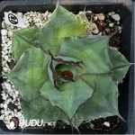 Agave Horrida Dwarf