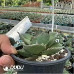 Agave Titanota Black Panther