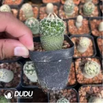 Cactus-Tephro geometricus