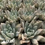 Graptoveria 'Opalina' Marginata