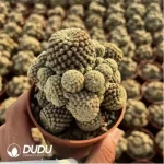 Cactus-Cereus Gymnocalycium Ruby Clustering