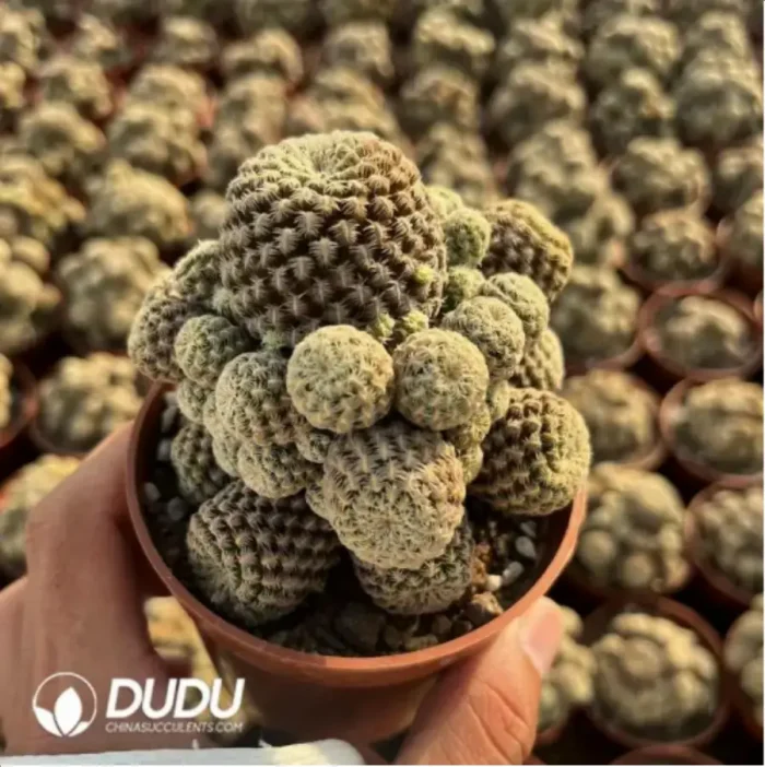 1-1572.webp Cactus-Cereus Gymnocalycium Ruby Clustering - Image 1