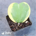 Anacardiaceae-Operculicarya Pachypus