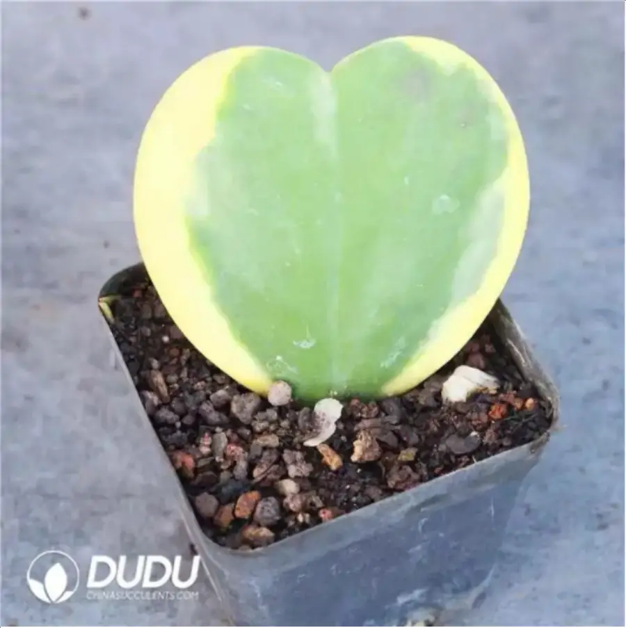 1-1574.webp Anacardiaceae-Operculicarya Pachypus - Image 1