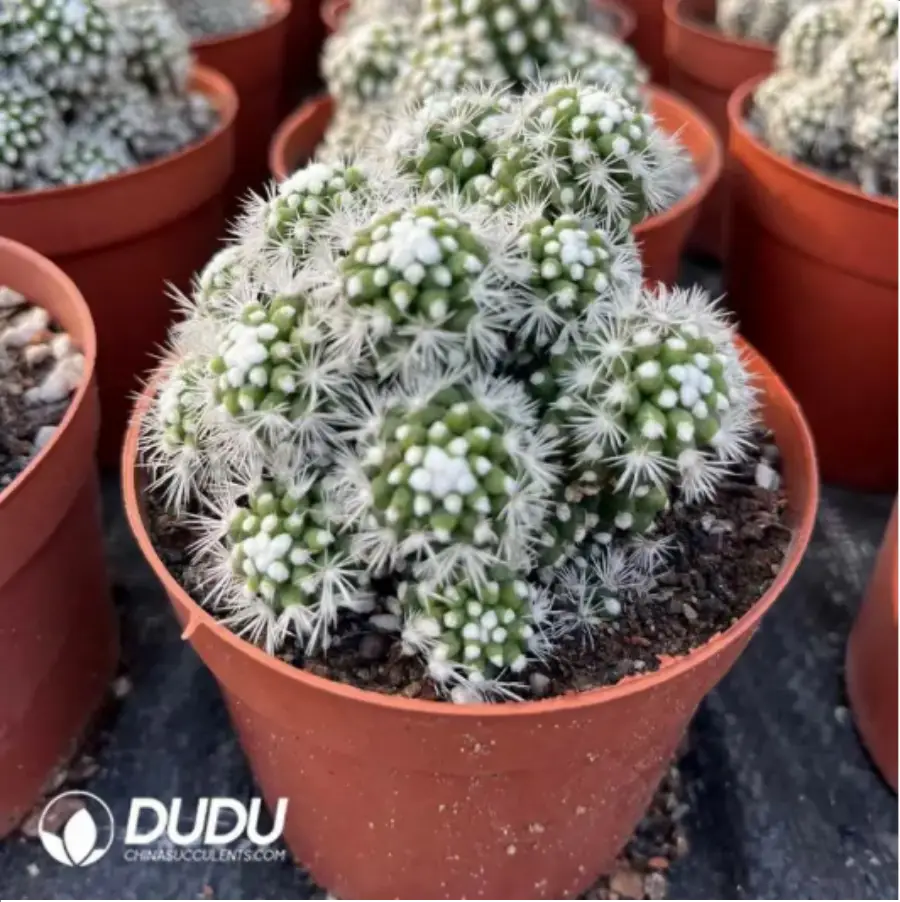 1-1576.webp Cactus-Cereus Mammillaria Vetula Arizona Snowcap Clustering - Image 1