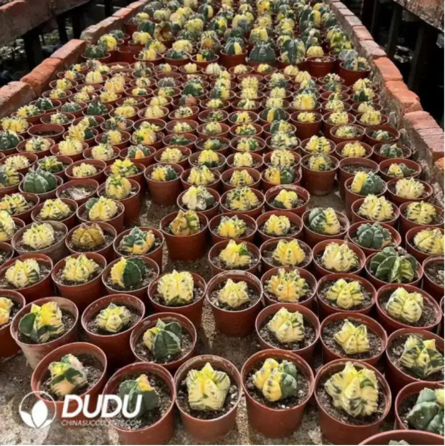 1-1578.webp Cactus-Astrophytum myriostigma var. nudum - Image 1