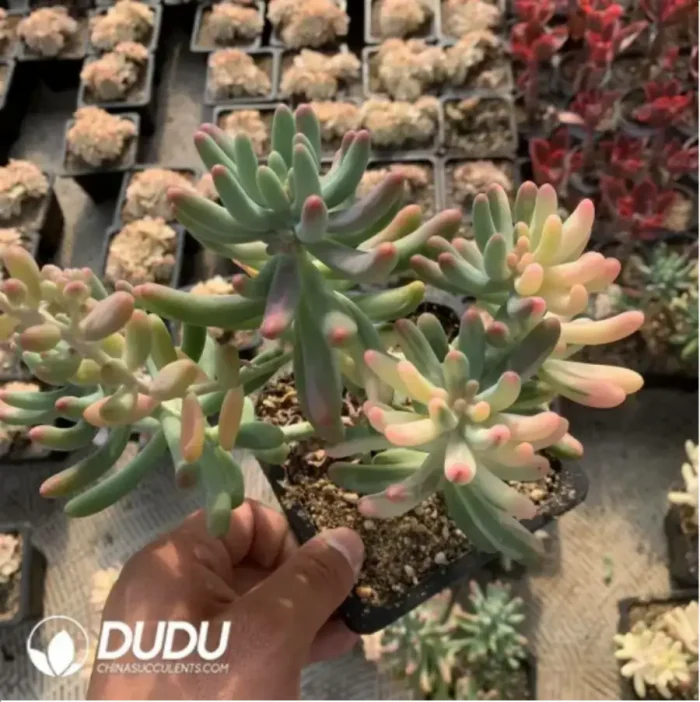 1-158.webp Sedum pachyphyllum Variegated Clustering - Image 1