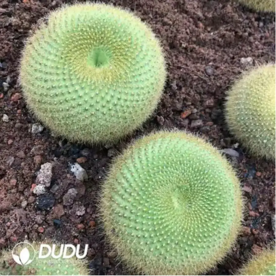 1-1581.webp Cactus-Parodia haselbergii subsp. graessneri - Image 1