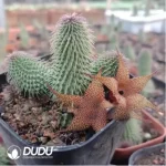 Asclepiadaceae Pseudolithos Migiurtinus