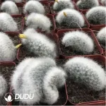 Cactus-Mammillaria baumii Cristata