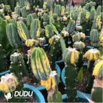 Cactus-Trichocereus Trichocereus Pachanoi Variegata