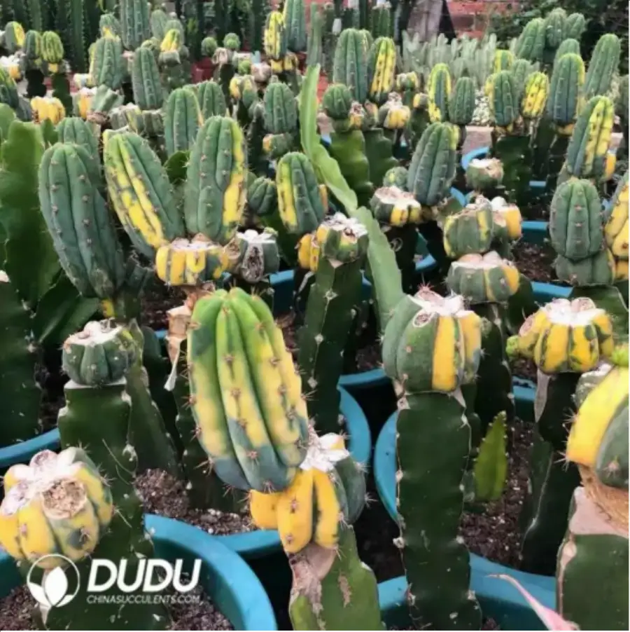 1-1589.webp Cactus-Trichocereus Trichocereus Pachanoi Variegata - Image 1