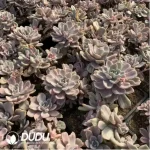 Echeveria'Mrs Richards'/Echeveria 'Gypsy' White Variegated Clustering