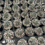 Cactus-Astrophytum myriostigma var. nudum