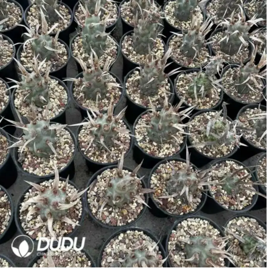 1-1592.webp Cactus-Astrophytum myriostigma var. nudum - Image 1