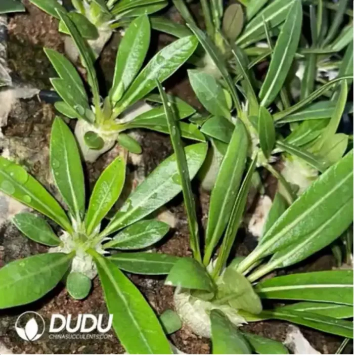 Haraella Freesia hybrida Klatt - Image 1