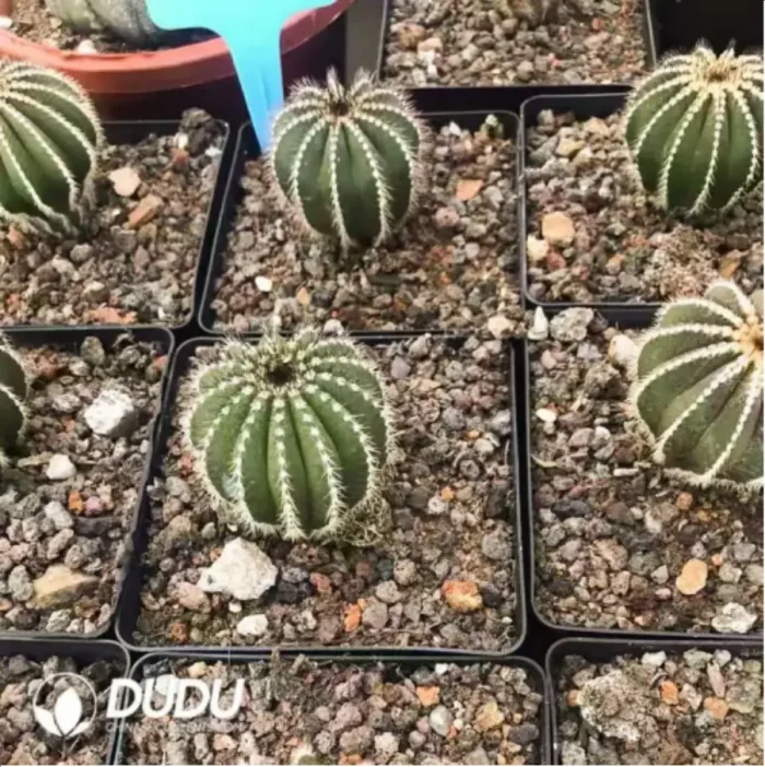 Cactus-Gymnocalycium ambatoense - Image 1