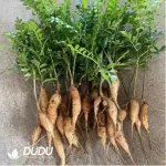 Anacardiaceae-Operculicarya Pachypus