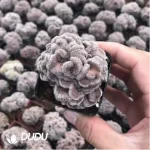 Cactus-Mammillaria Compressa cv Youkan Cristata