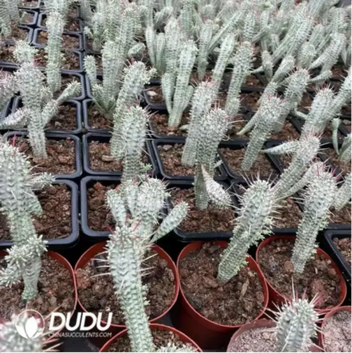 1-1600.webp Euphorbia-Mammillaris Variegata - Image 1