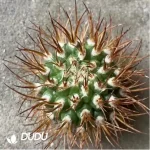 Cactus-Eriosyce Bulbocalyx