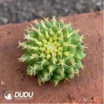 Cactus-Uebelmannia