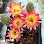 Cactus-Chamaecereus Silvestrii Clustering