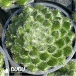 Echeveria Golden Fruit