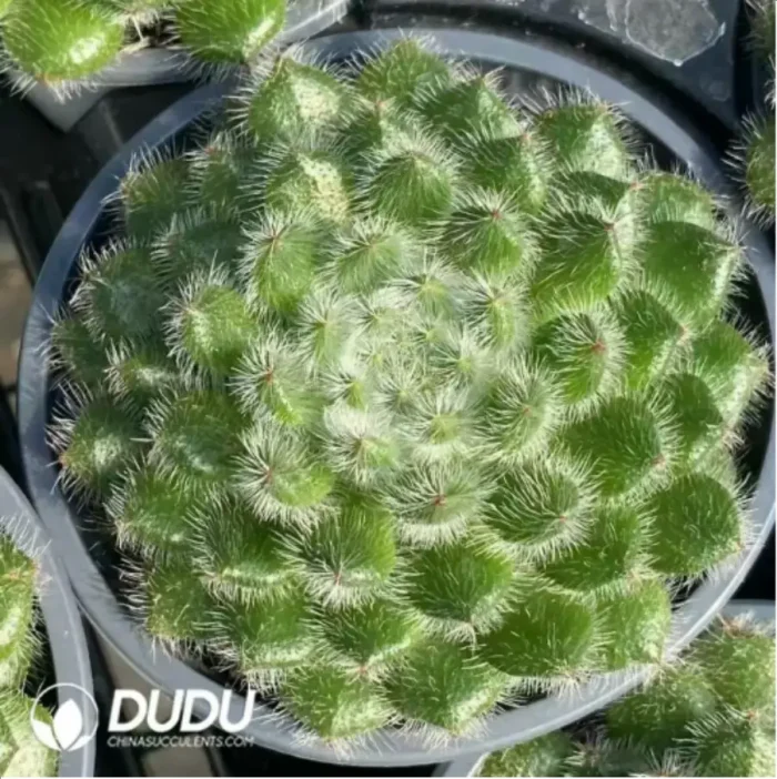 1-161.webp Echeveria Golden Fruit - Image 1