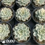 Echeveria Moon Fairy Variegated